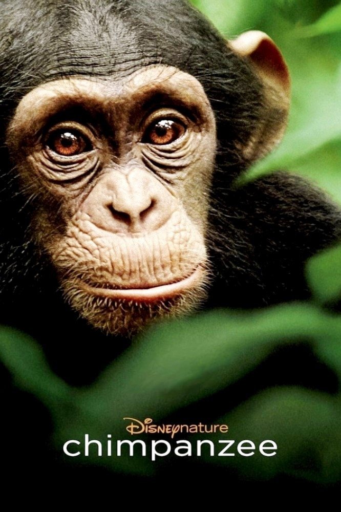 Chimpanzee ชิมแปนซี ผจญภัยในป่ากว้าง (2012)